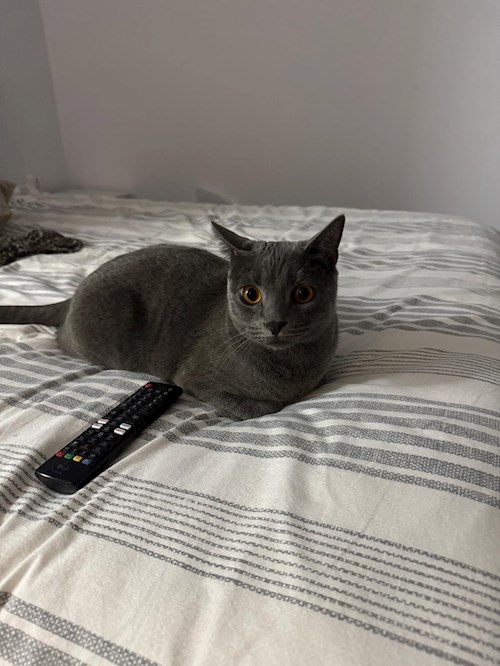 Teodor- petsitter București vagy Állat szitter a 