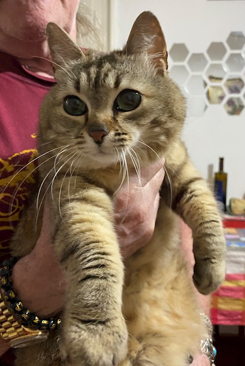 Aliz- petsitter Cluj-Napoca vagy Állat szitter a 
