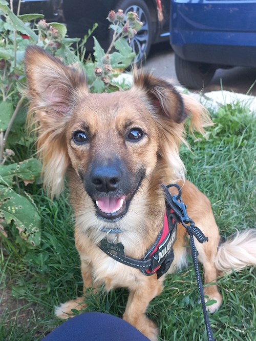 Karina- petsitter București sau Bonă pentru animale pentru 