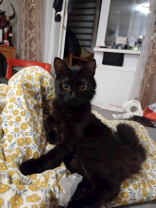 Moga- petsitter Cluj-Napoca sau Bonă pentru animale pentru 