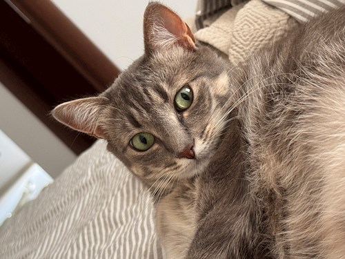 Tatiana- petsitter București vagy Állat szitter a 