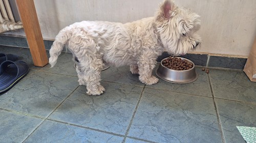 Tiberiu- petsitter București vagy Állat szitter a 