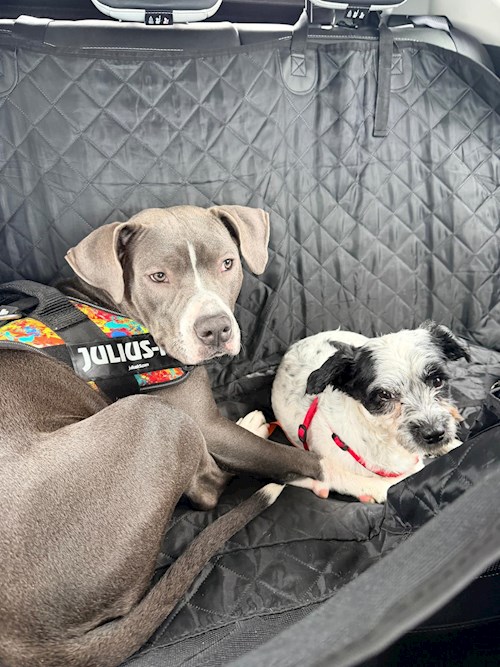 Marius- petsitter București sau Bonă pentru animale pentru Câini 