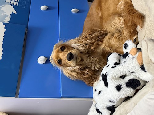 Antonia- petsitter Ghimbav vagy Állat szitter a 