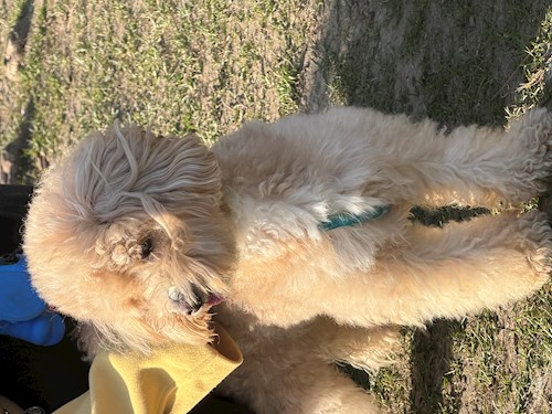 Cristina- petsitter București sau Bonă pentru animale pentru 