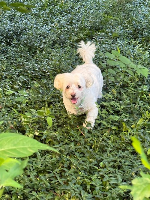 Papamanci- petsitter București sau Bonă pentru animale pentru 
