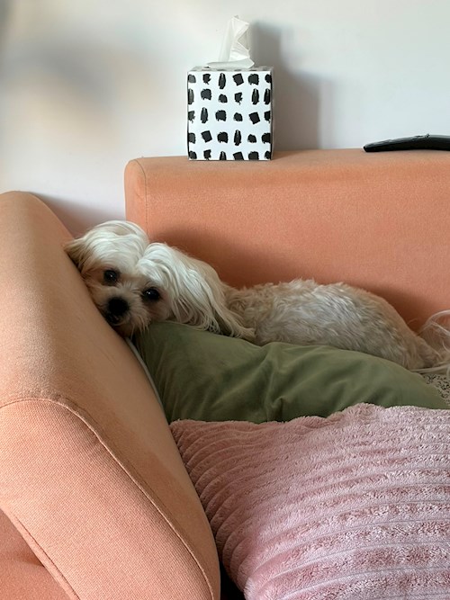 Vasile- petsitter București vagy Állat szitter a 