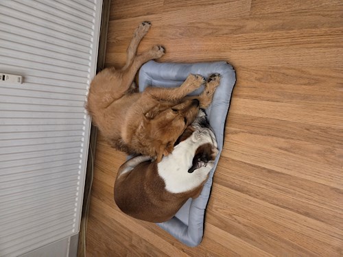 Gina- petsitter București vagy Állat szitter a Kutyák 