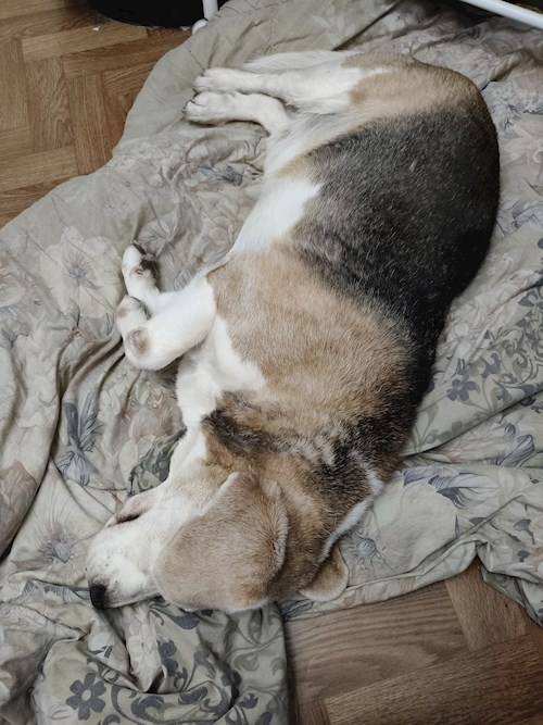 Lucian- petsitter București vagy Állat szitter a 