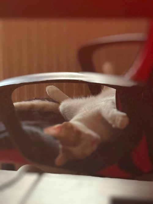 Liviu- petsitter Timișoara vagy Állat szitter a 