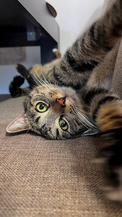 Daiana- petsitter Cluj-Napoca vagy Állat szitter a 