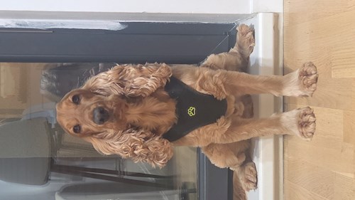 Mirela- petsitter București vagy Állat szitter a 