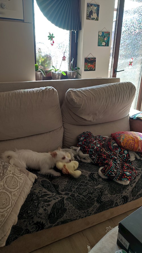 Angelica- petsitter Bragadiru vagy Állat szitter a 
