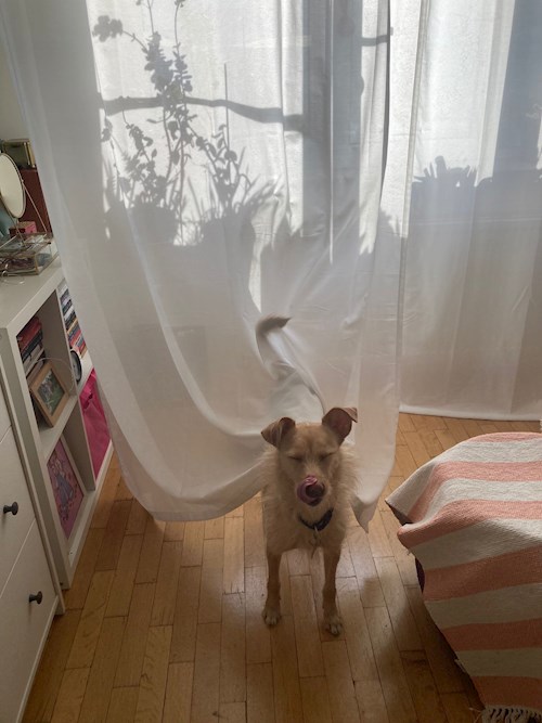 Ana- petsitter București vagy Állat szitter a 
