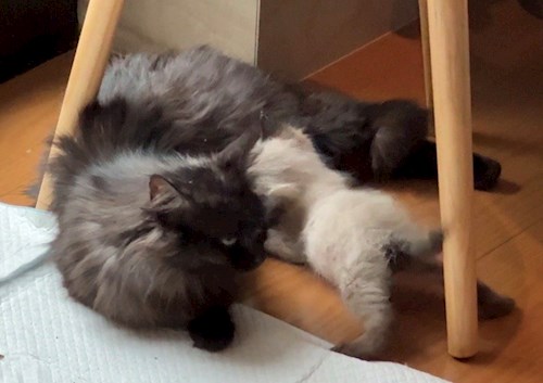 Roberto- petsitter Voluntari vagy Állat szitter a Cicák 