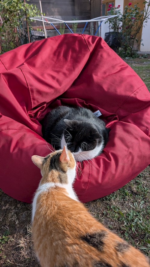 Codruța- petsitter Timișoara vagy Állat szitter a Cicák 