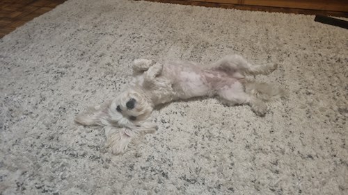 MELINDA-IZABELLA- petsitter Cluj-Napoca vagy Állat szitter a 