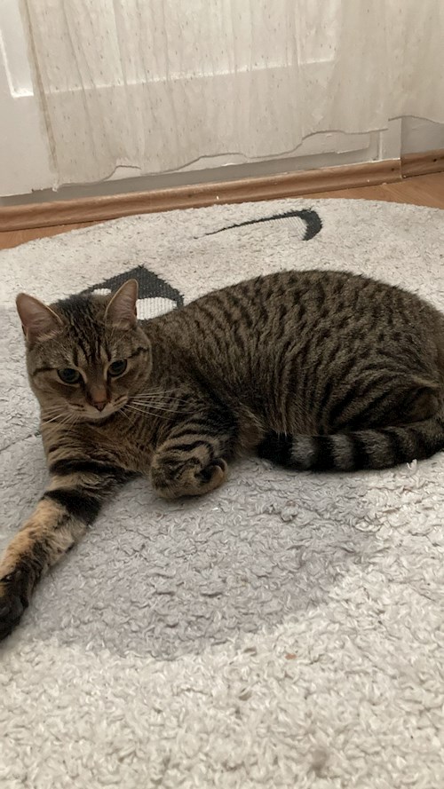 Manole- petsitter București vagy Állat szitter a 