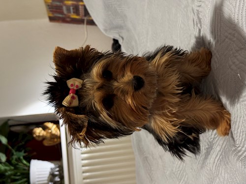 Székely- petsitter Târgu Secuiesc sau Bonă pentru animale pentru 