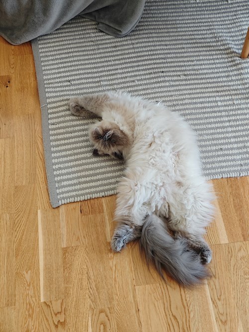 Mihai- petsitter Cluj-Napoca sau Bonă pentru animale pentru 