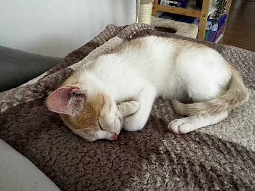 Rakos- petsitter Baciu sau Bonă pentru animale pentru 