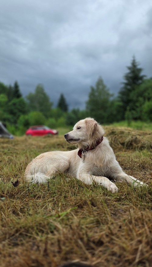 Andreea- petsitter București sau Bonă pentru animale pentru 