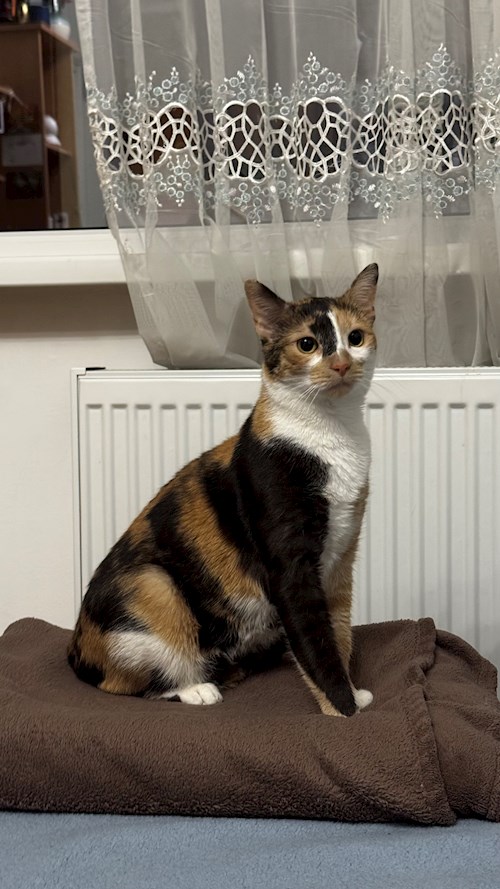 Iulia- petsitter București sau Bonă pentru animale pentru 