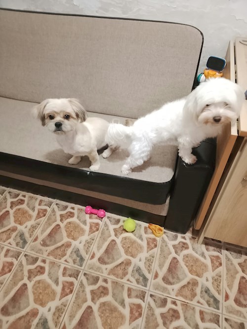 DORIN- petsitter Florești sau Bonă pentru animale pentru Câini 