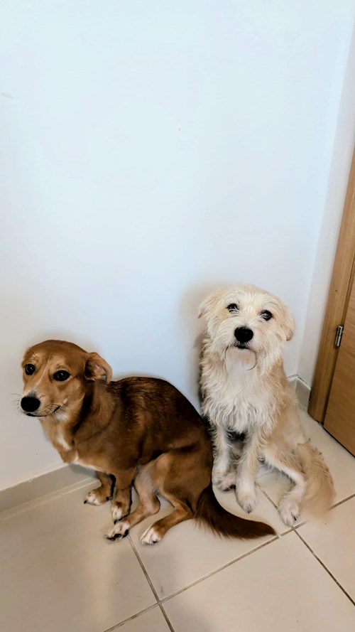 Georgia- petsitter București sau Bonă pentru animale pentru Câini 