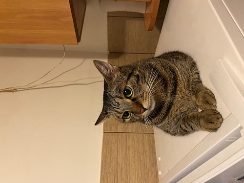 Vlad-Mihail- petsitter Iași sau Bonă pentru animale pentru 