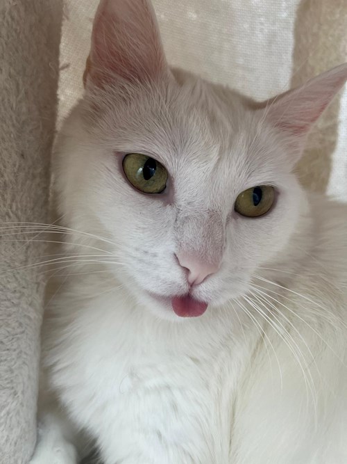 Andrei- petsitter București sau Bonă pentru animale pentru 