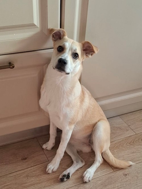 Predoi- petsitter București sau Bonă pentru animale pentru 