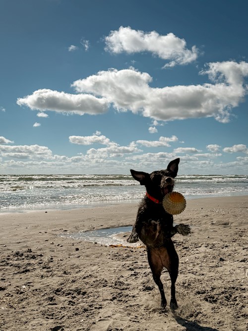 Erich- petsitter București sau Bonă pentru animale pentru 