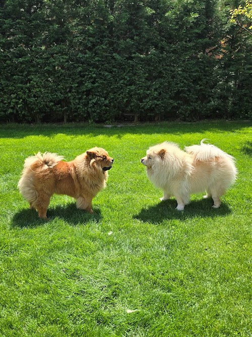 Doru- petsitter Cluj-Napoca sau Bonă pentru animale pentru Câini 