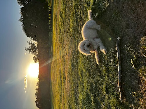 Laura- petsitter București vagy Állat szitter a 