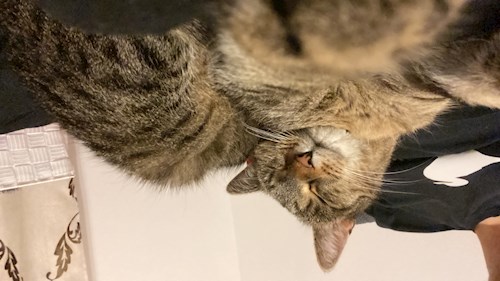 Ruxandra- petsitter Cluj-Napoca vagy Állat szitter a 