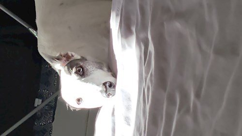 Solaris- petsitter București vagy Állat szitter a Kutyák 