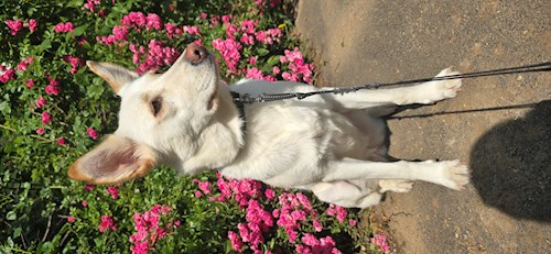 Ana- petsitter București vagy Állat szitter a 