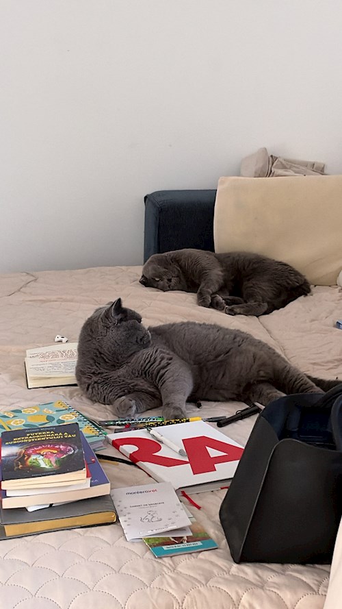 Susai- petsitter Tunari vagy Állat szitter a Cicák 