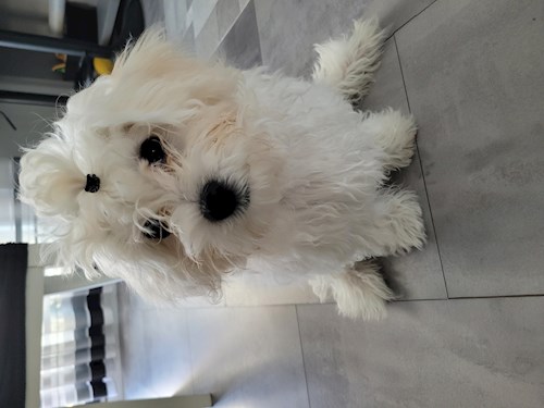 Stanciu- petsitter Ovidiu vagy Állat szitter a 