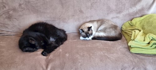 Catalin- petsitter Dudu vagy Állat szitter a Cicák 
