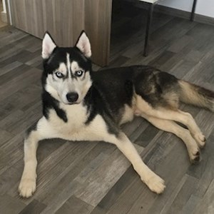 Plimbări caine in București cerere pet sitting