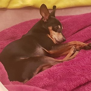 Boarding dog in București pet sitting request