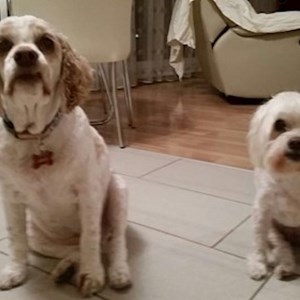 Sitting at owner dogs in Cluj-Napoca pet sitting request
