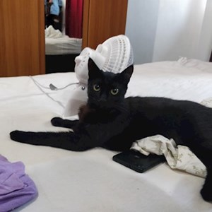 Boarding cat in Iași pet sitting request