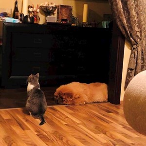 Sétáltatások cica, kutya -ban Bucureşti kisállatszitting kérés