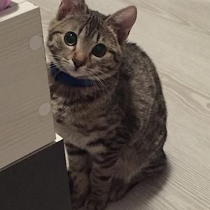 Cazare pisica in București cerere pet sitting