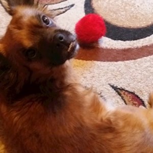 Szállás kutya -ban Iași kisállatszitting kérés