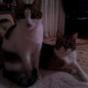 Szállás cicák -ban Popesti-Leordeni kisállatszitting kérés