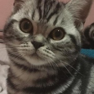 Cazare pisica in Cluj-Napoca cerere pet sitting